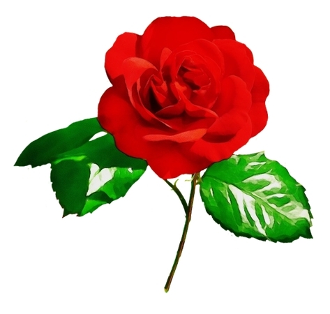 ��Ҷ��õ�廨��PNG���ͼ