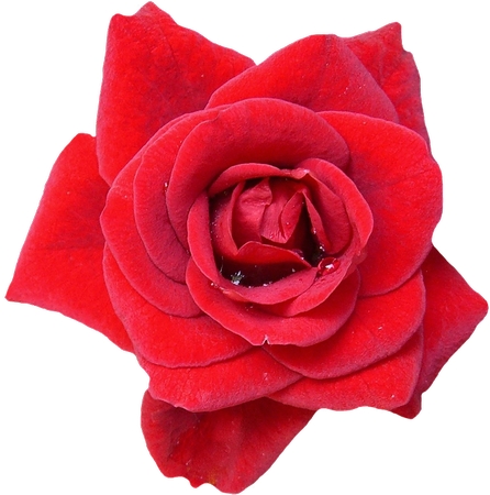 ����޻��굥֦��õ��PNG���ͼ