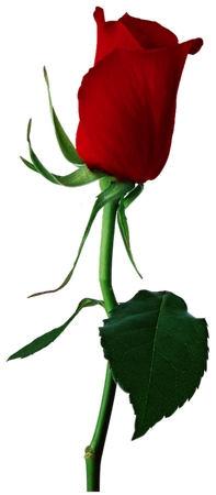 ���ź�õ�徥PNG���ͼ