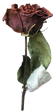 ����Ҷ�ɺ�õ��PNG���ͼ