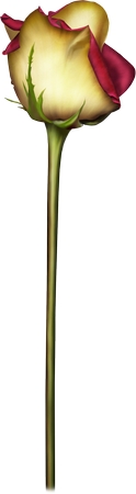 �ƺ�õ�徥PNG���ͼ