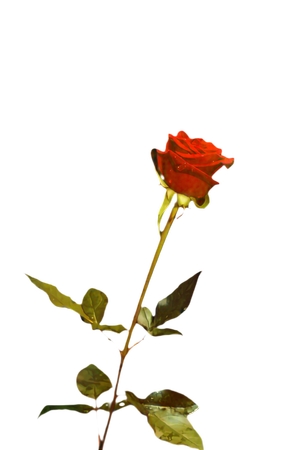 ����Ҷ��֦��õ��PNG���ͼ