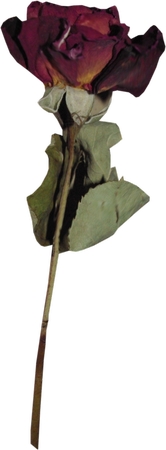 �����ɺ�õ��PNG���ͼ