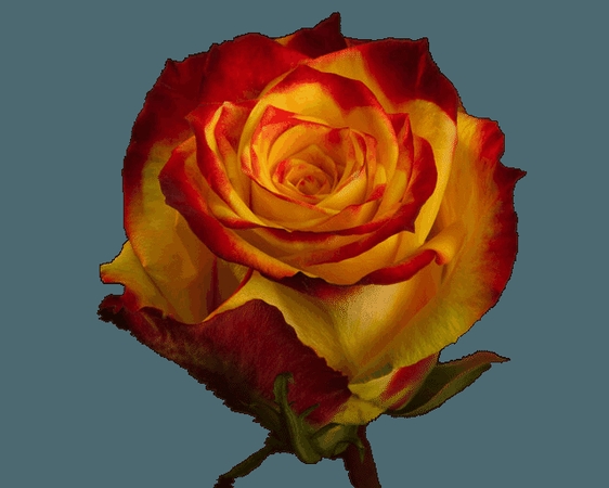 ���޻���ƺ�õ��PNG���ͼ