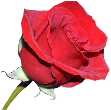 �̾���õ�廨��PNG���ͼ