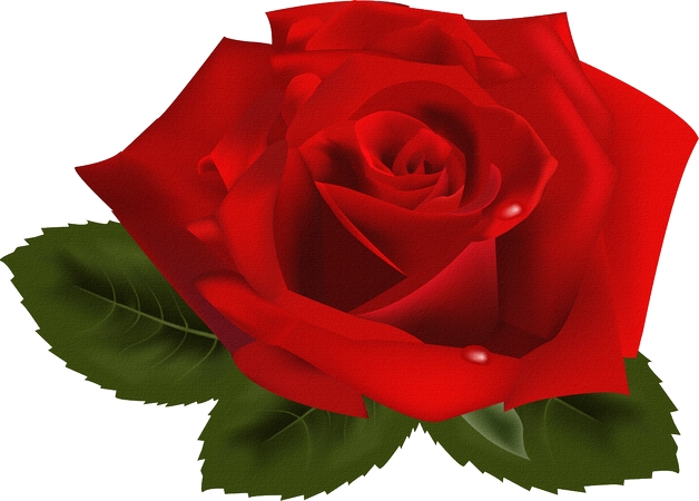 ��Ҷ��֦��õ��PNG���ͼ