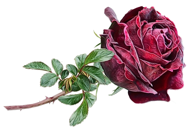 ������Ҷ���õ��PNG���ͼ