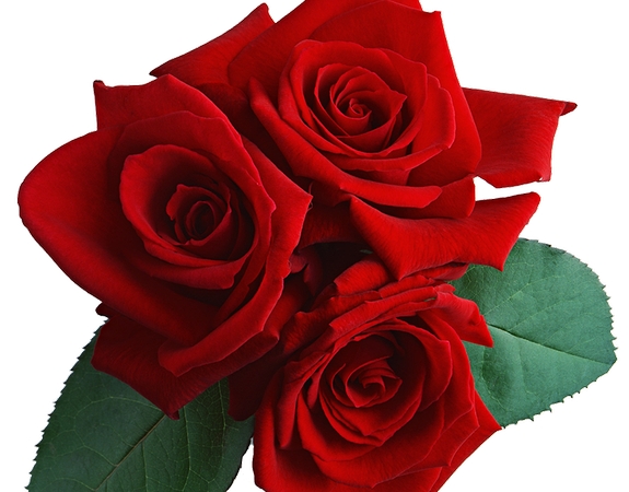 ���ⳡ��������õ�廨��PNG���ͼ