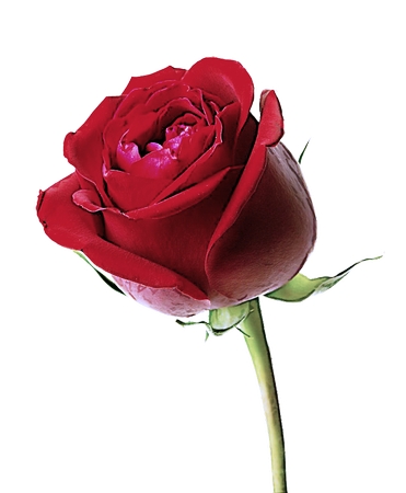 ��õ�廨��PNG���ͼ