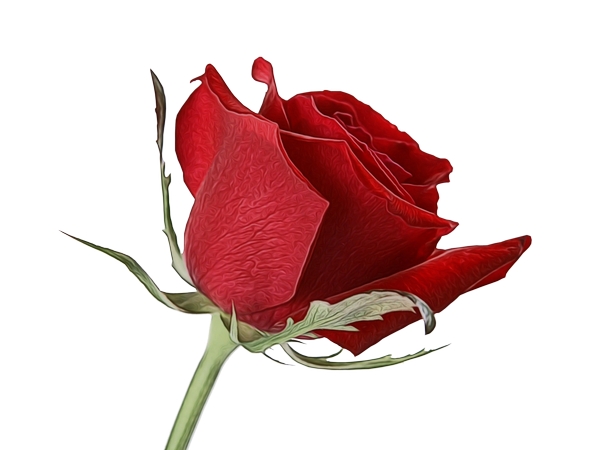 ���ź�õ�廨��PNG���ͼ