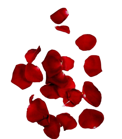 Ʈ���õ�廨��PNG���ͼ