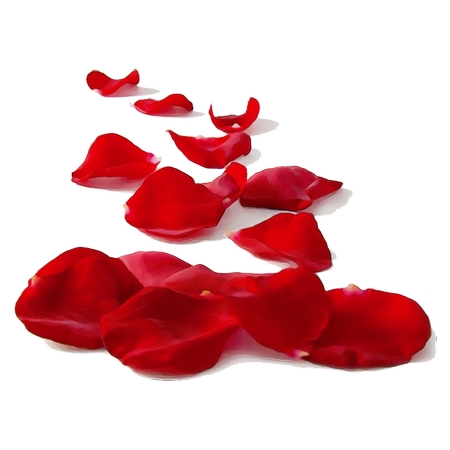 ��õ�廨��PNG���ͼ