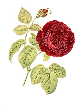 ��õ��ֲ��廭PNG���ͼ