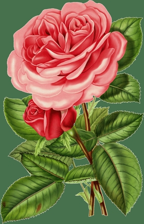 ��Ҷ���ٺ�õ��廭PNG���ͼ