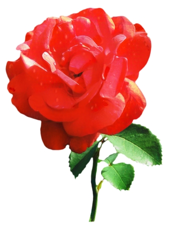 ������õ�廨��廭PNG���ͼ