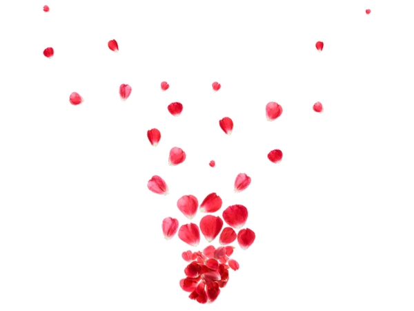 Ʈ���õ�廨��PNG���ͼ