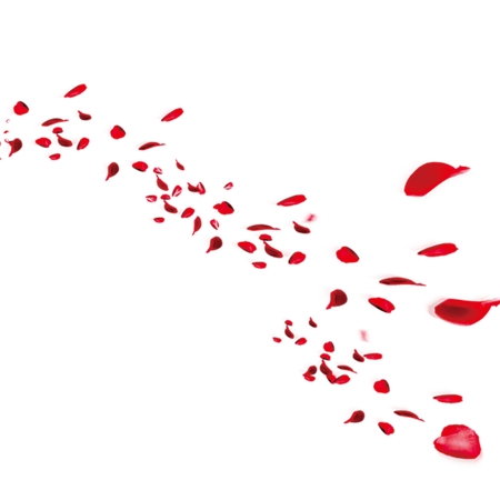 ɢ���õ�廨�����PNG���ͼ