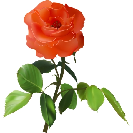 ������Ҷ��õ�廨��PNG���ͼ