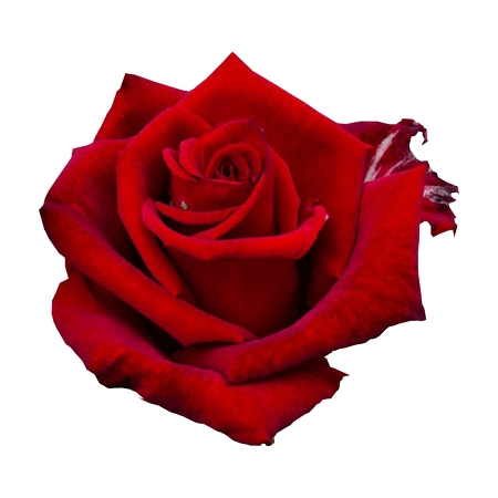 ������̬���޺�õ��PNG���ͼ