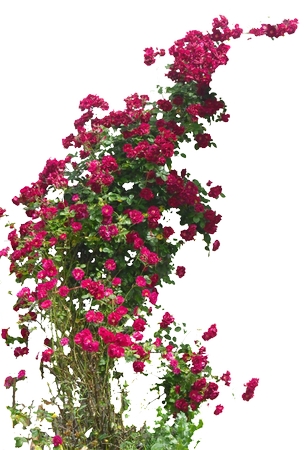 ʢ����õ���PNG���ͼ