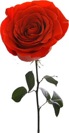 ������֦��õ��PNG���ͼ