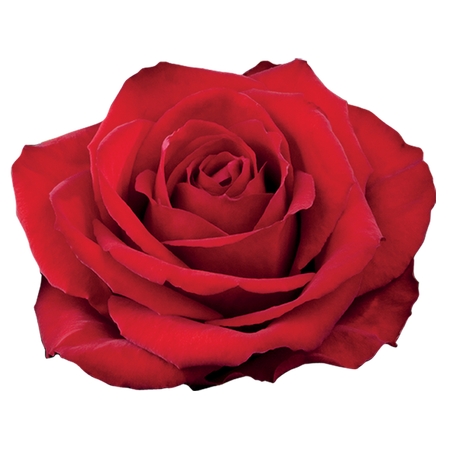 ���ž����õ��廭PNG���ͼ