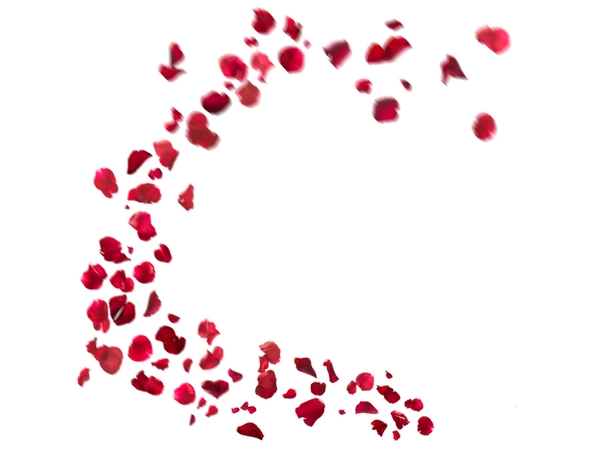 ��������ɢ���õ�廨��PNG���ͼ