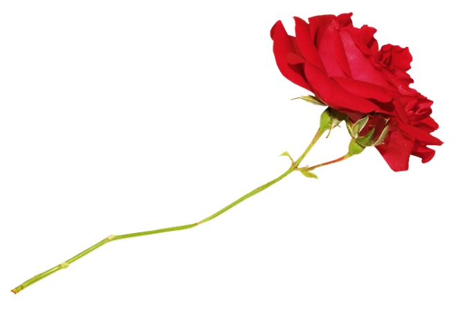 ��õ�徥PNG���ͼ