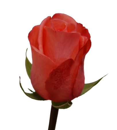 ��õ�廨����дPNG���ͼ