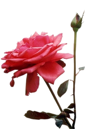 ������õ�廨��PNG���ͼ