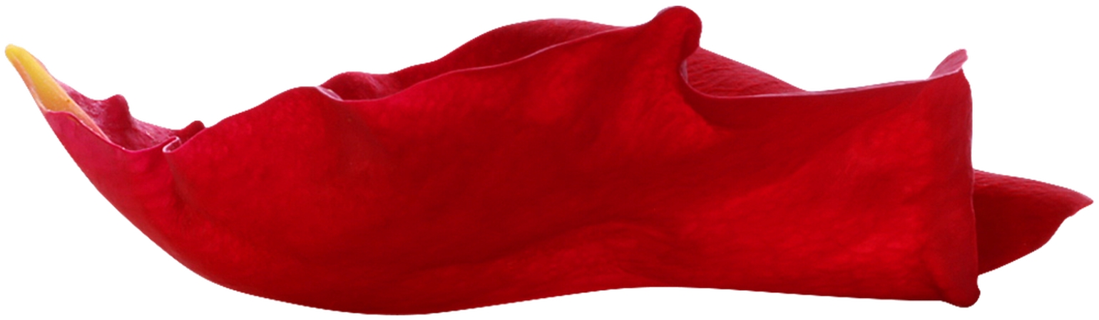 �����õ�廨��PNG���ͼ