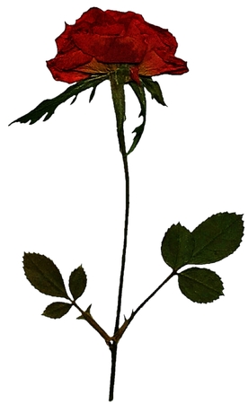 ϸ�����õ��PNG���ͼ