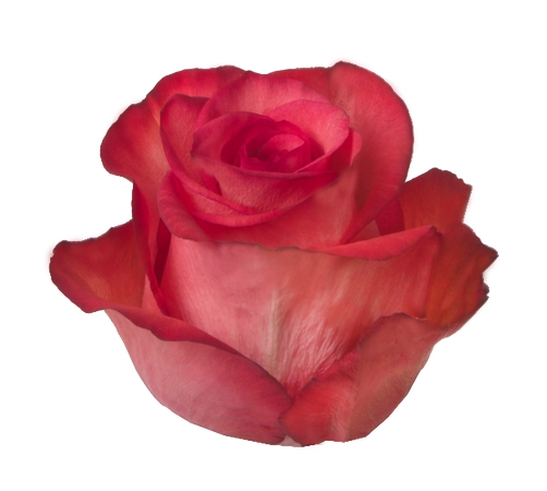 дʵ��õ�廨��PNG���ͼ