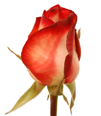 ���ź�õ�廨��PNG���ͼ