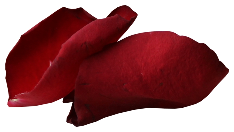 ��õ�廨��PNG���ͼ