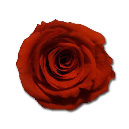 ������õ��廭PNG���ͼ