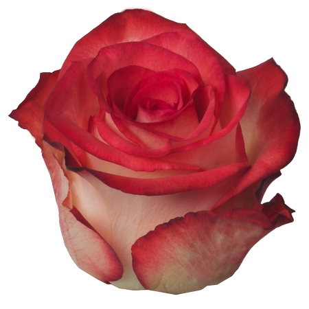 ��õ�廨��廭PNG���ͼ