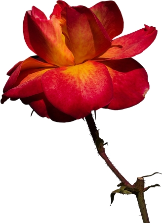 ��ɫ��׺���޺�õ�廨��PNG���ͼ