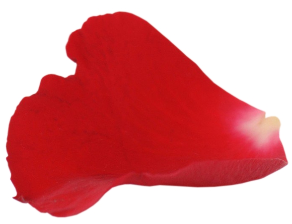 ��õ�廨����дPNG���ͼ