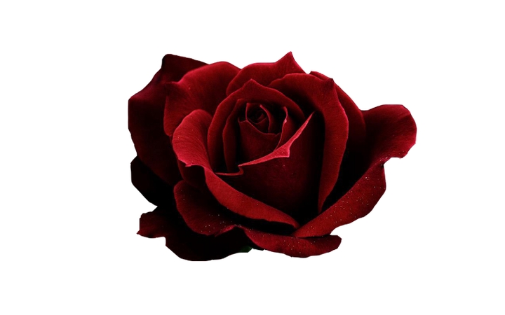 �������Ϻ�õ�廨��PNG���ͼ