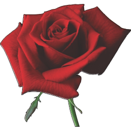 ��õ�廨������PNG���ͼ