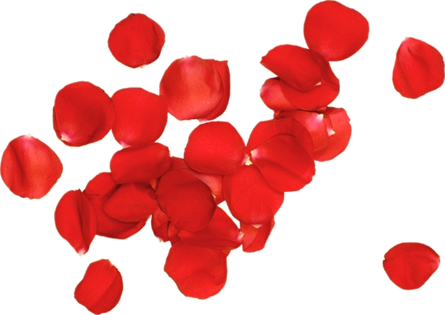 ����װ�κ�õ�廨��PNG���ͼ