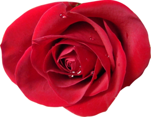 ������д��õ�廨��PNG���ͼ