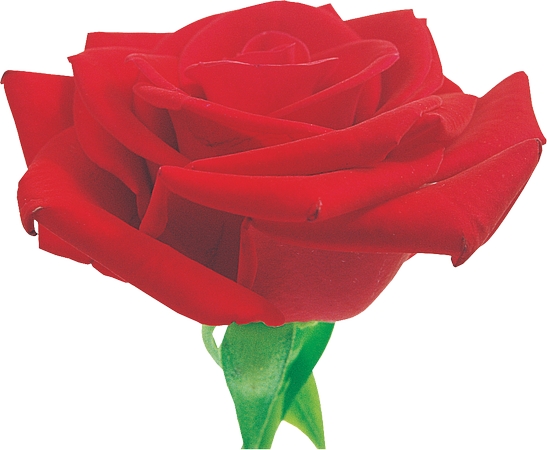 ��õ�廨��廭PNG���ͼ