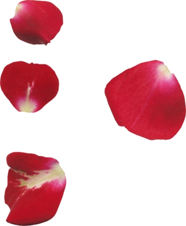 ����װ�κ�õ�廨��PNG���ͼ