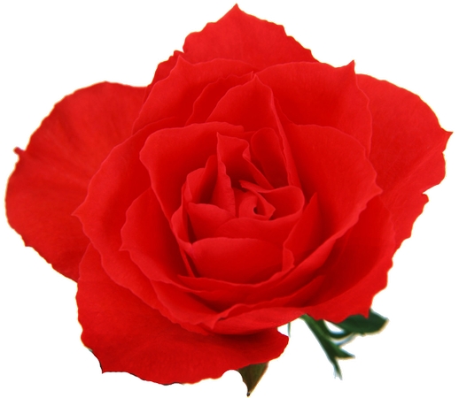 ���޺�õ�廨�����PNG���ͼ