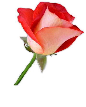 ������õ��廭PNG���ͼ