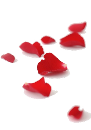 ��ɫ�����õ�廨��PNG���ͼ