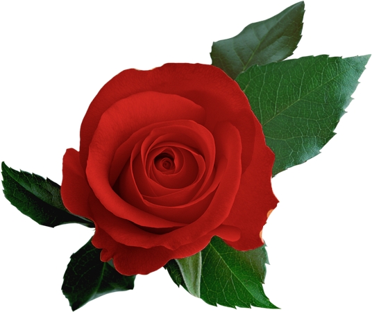 ��Ȼ��Ҷ������õ��PNG���ͼ