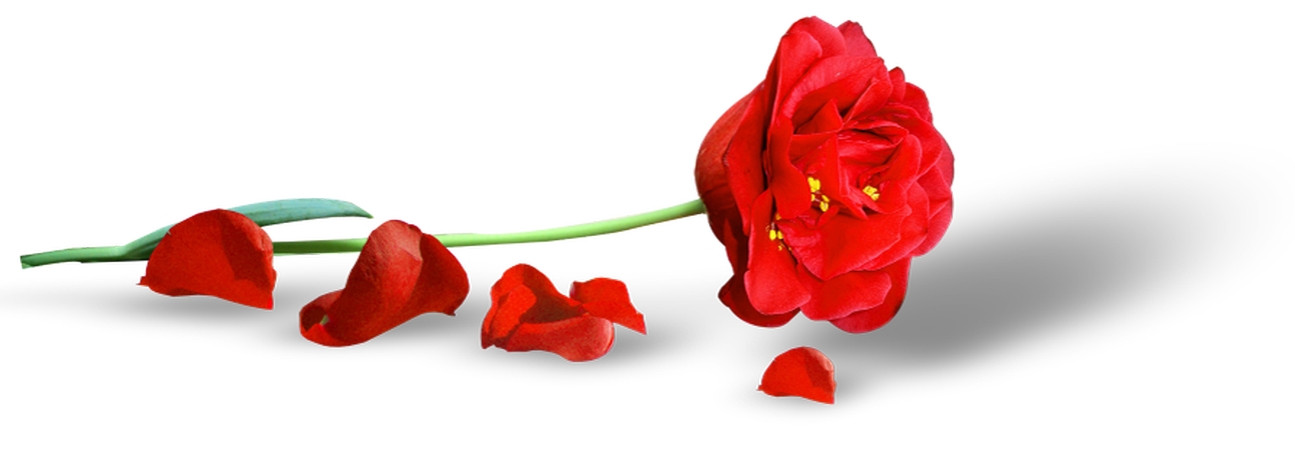 Ʈ�仨���õ��PNG���ͼ